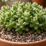 Trichodiadema-densum-que-nao-floresce-1-detalhe-do-solo-que-trava-a-planta-por-meses-1280x720-1