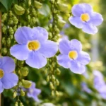 Tumbergia-azul-4-maneiras-de-estimular-floracao-continua-em-areas-externas-1280x720-1