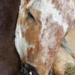 Vacas-morrem-apos-choque-eletrico