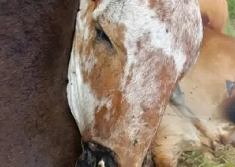 Vacas-morrem-apos-choque-eletrico