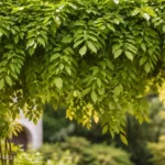 Wisteria-quantos-anos-sem-poda-explicam-folhas-bonitas-e-nenhuma-flor-1280x720-1