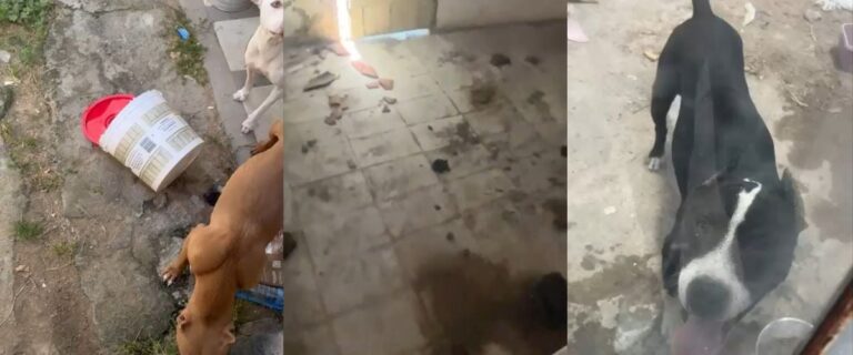 maus-tratos-policia-civil