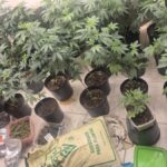 pes-de-maconha-estufa-para-producao-salvador-foto-divulgacao-00
