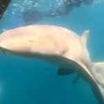 tubarao-morte-advogada