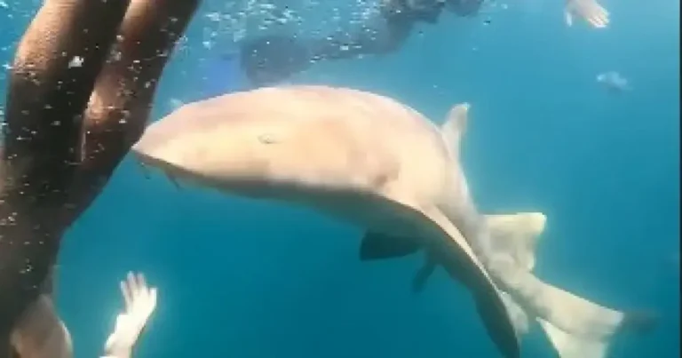 tubarao-morte-advogada