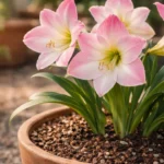 3-ajustes-no-solo-que-fazem-a-acucena-florescer-com-mais-vigor-no-periodo-certo-1280x720-1