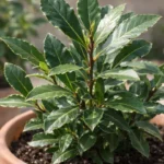 3-formas-de-manter-o-louro-saudavel-no-vaso-e-com-folhas-mais-espessas-1280x720-1