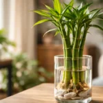 3-locais-da-casa-onde-o-bambu-da-sorte-cresce-mais-vigoroso-segundo-o-feng-shui-1280x720-1