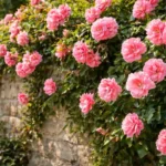 3-suportes-estrategicos-para-a-rosa-trepadeira-formar-uma-parede-florida-mais-densa-e-impedir-falhas-visiveis-no-muro-1280x720-1