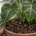 5-ajustes-no-substrato-do-filodendro-que-aceleram-o-crescimento-ampliam-o-tamanho-das-folhas-e-evitam-raizes-sufocadas-1280x720-1