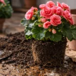 5-erros-na-troca-de-vaso-da-begonia-que-causam-estagnacao-do-crescimento-1280x720-1