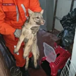 8324-achei-sudoeste-brumado-raposa-resgatada