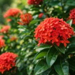 A-acidez-certa-do-solo-devolve-flores-intensas-e-vibrantes-a-ixora-rapidamente-1280x720-1