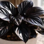 A-geogenanthus-escurece-as-folhas-quando-recebe-luz-direta-mesmo-por-poucas-horas-1280x720-1