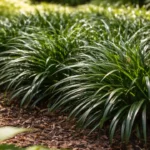 A-grama-preta-cresce-mais-densa-apos-7-semanas-com-rega-controlada-1280x720-1