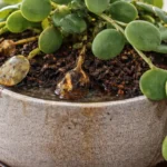 A-planta-dolar-xerosicyos-danguyi-apodrece-em-silencio-quando-o-vaso-retem-agua-1280x720-1