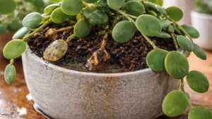 A-planta-dolar-xerosicyos-danguyi-apodrece-em-silencio-quando-o-vaso-retem-agua-1280x720-1