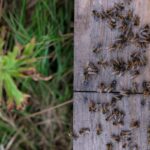 Abelhas-Reproducao-wirestock