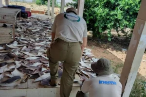 Barbatanas-de-Tubarao-1