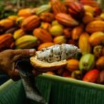 Cacau-Foto-Reproducao-Mercado-Cacau