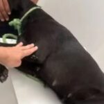 Cachorro-morre-Foto-Reproducao-Prefeitura-de-Serrinha-100226