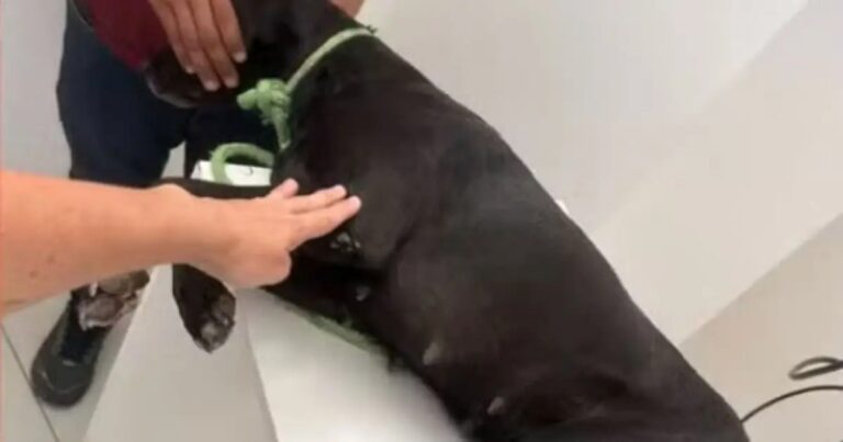 Cachorro-morre-Foto-Reproducao-Prefeitura-de-Serrinha-100226