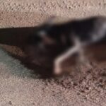 Cachorro-morre-apos-suspeita-de-maus-tratos-em-Macaubas-FotoReproducao-Macaubas-FM
