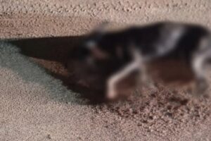 Cachorro-morre-apos-suspeita-de-maus-tratos-em-Macaubas-FotoReproducao-Macaubas-FM