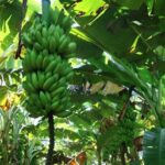 Cachos-de-banana-Foto-Divulgacao