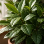 Cinco-erros-comuns-anulam-o-efeito-energetico-do-louro-cultivado-dentro-de-casa-1280x720-1