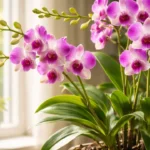 Etapas-exatas-de-luz-forcam-novas-hastes-florais-na-orquidea-denphal-1280x720-1