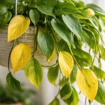 Folhas-amareladas-na-planta-pendula-surgem-quando-5-excessos-de-agua-se-acumulam-1280x720-1