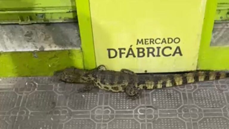 Jacare-e-flagrado-no-centro-de-Ipiau-foto-reproducao-redes-sociais-