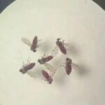 Mosquitos-Bruna-Lais-Sena-do-Nascimento-Laboratorio-de-Entomologia-Medica-SEARB-IEC