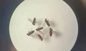 Mosquitos-Bruna-Lais-Sena-do-Nascimento-Laboratorio-de-Entomologia-Medica-SEARB-IEC