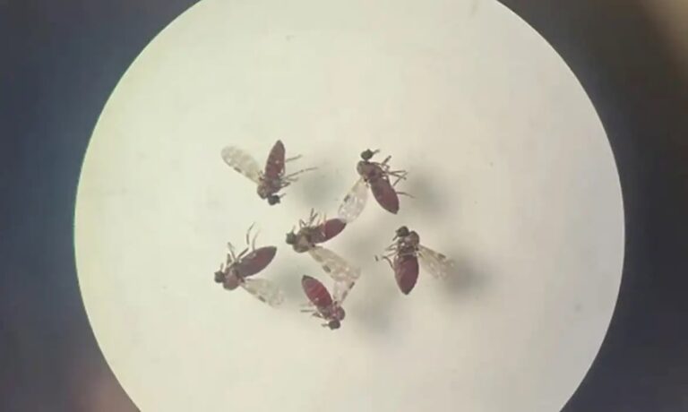 Mosquitos-Bruna-Lais-Sena-do-Nascimento-Laboratorio-de-Entomologia-Medica-SEARB-IEC