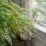 O-vento-constante-destroi-aos-poucos-as-folhas-da-samambaia-havaiana-sem-levantar-suspeita-1280x720-1