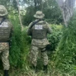 Plantacao-de-maconha