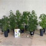 Policia-Civil-desmonta-base-de-preparo-e-distribuicao-de-drogas-em-Porto-Seguro-Foto-Reproducao-Radar-News