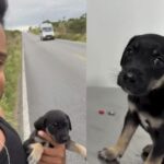 Thiago-Aquino-resgata-filhote-de-cachorro-na-pista-apos-show-Fotos-Reproducao-Redes-Sociais-2258-190226