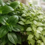 Tradescantia-fluminensis-existe-um-unico-ponto-de-luz-que-muda-tudo-no-tamanho-das-folhas-1280x720-1