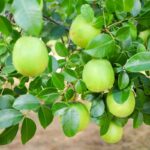 Umbu-gigante-Foto-Tiago-Dantas