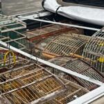apreensao-de-animais-silvestres-em-Dias-dAvila-foto-divulgacao-