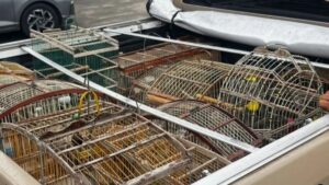 apreensao-de-animais-silvestres-em-Dias-dAvila-foto-divulgacao-