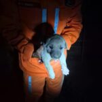 bombeiros-resgatam-filhote-cachorro-030226
