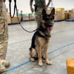 cachorro-investigacao-foto-divulgacao-