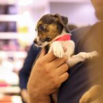 campanha-adocao-animais-foto-divulgacao-2