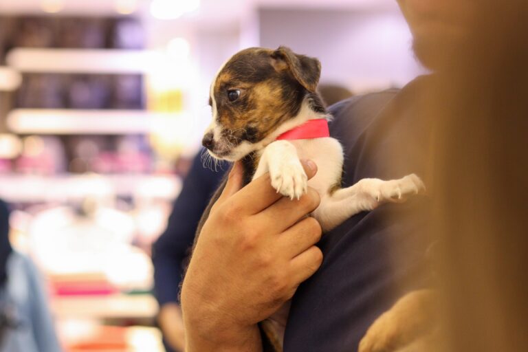 campanha-adocao-animais-foto-divulgacao-2