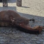 cavalos-foto-pj-acorda-cidade-1