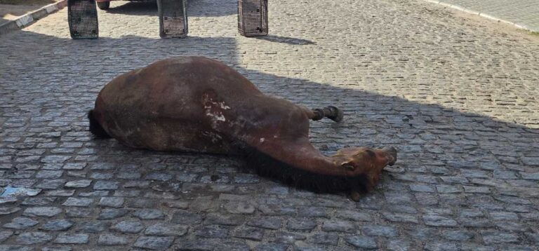 cavalos-foto-pj-acorda-cidade-1